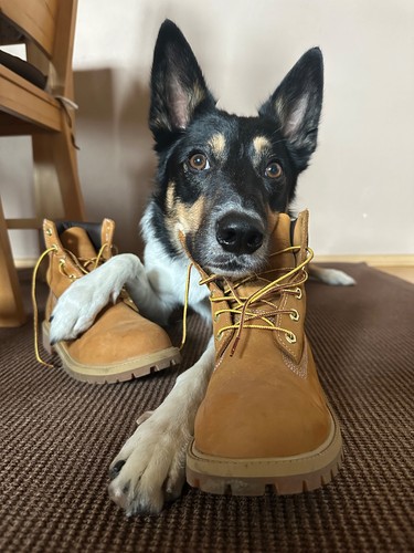 Original timberland boots - timberland,